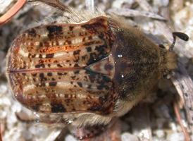 Bumble Flower Scarab
